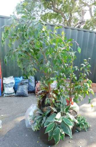 Artificial plants, to include a pair of Ficus Benjamina in brown cylindrical pots together with...