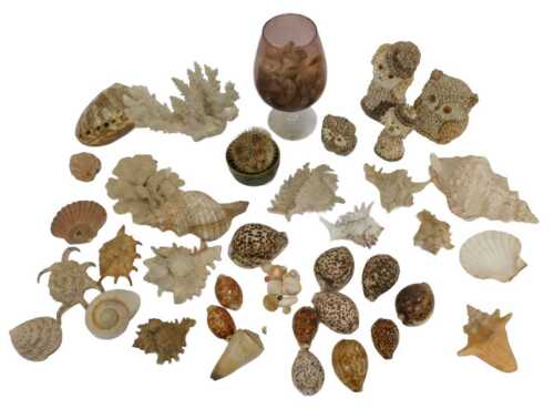 A group of shells, to include Abalone, Florida horse conch, white coral tree, puffer fish, etc....