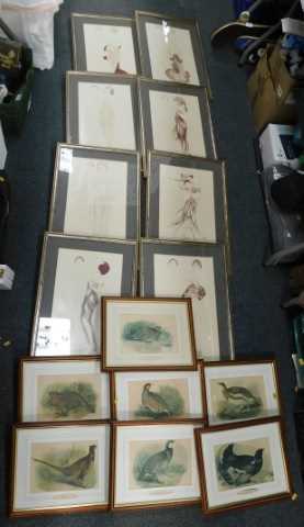 Pictures and prints, to include human and avian subjects. (15)