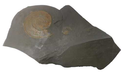 A section of fossilised slate, containing two ammonites, 21cm diameter and 4.5cm diameter, the...