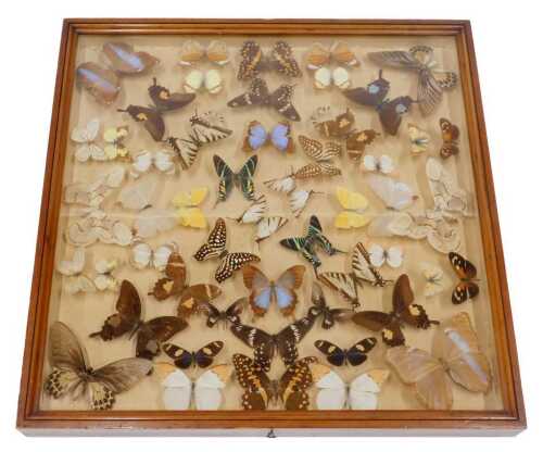 A cased set of various butterflies and moths, 55cm x 56cm.
