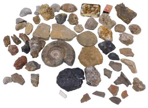 Various minerals, fossils, ammonites, excavated items to include shards of Roman pottery, etc....