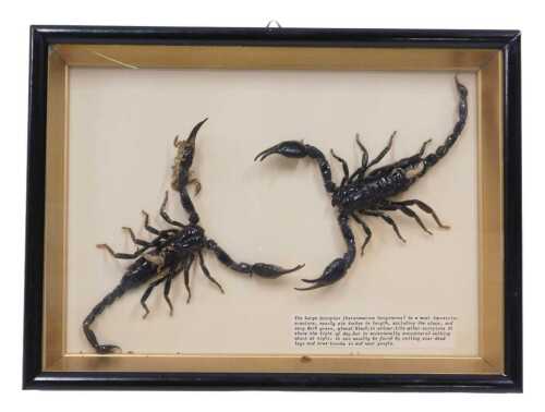 Taxidermy. Two cased scorpions, the case 22cm x 31cm.