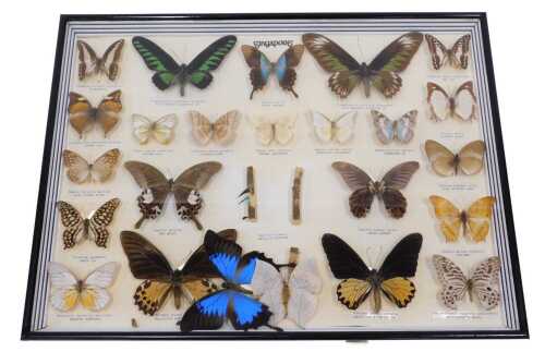 Taxidermy. A cased set of Singapore butterflies, to include Raja Brooke's birdwing, etc., the...