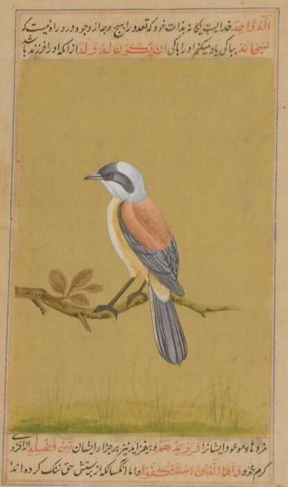 Indian School (19thC). A red backed shrike, perched on a branch, with calligraphy above and...