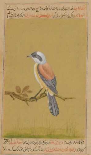 Indian School (19thC). A red backed shrike, perched on a branch, with calligraphy above and...