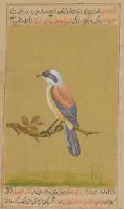 Indian School (19thC). A red backed shrike, perched on a branch, with calligraphy above and...