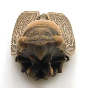A Meiji period Japanese carved boxwood okimono of a cicada, signed Harumitsu to the underside,... - 3