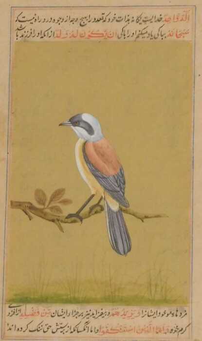 Indian School (19thC). A red backed shrike, perched on a branch, with calligraphy above and...