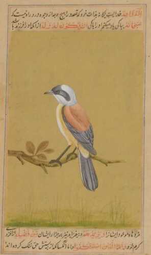 Indian School (19thC). A red backed shrike, perched on a branch, with calligraphy above and...