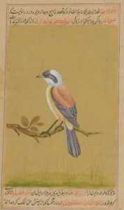 Indian School (19thC). A red backed shrike, perched on a branch, with calligraphy above and...