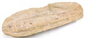 A fossilised fish, 29cm long, in two parts. - 2