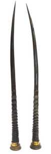 A pair of Oryx horns, mounted in circular brass stands, 82cm and 83cm high.