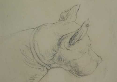 20thC French School. Head of a dog, possibly a mastiff, pencil, 28cm x 19cm. Offsite Sale -...