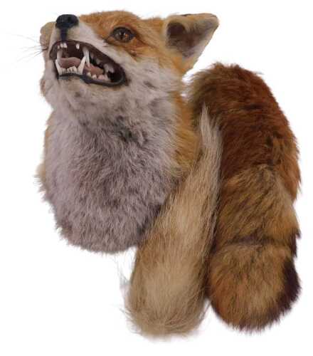 A taxidermied fox head, wall mounted on oak shield shape back, 25cm high, with brush and further...