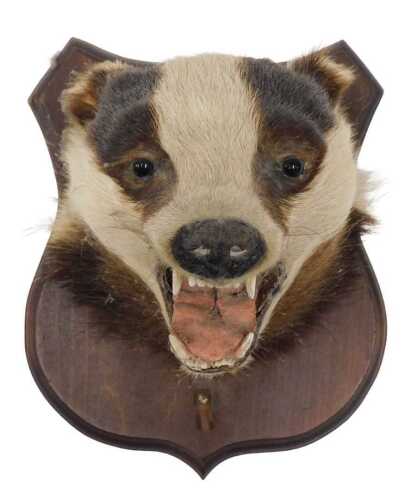 A taxidermied badger head, with mouth open on oak shield back, 13cm high.