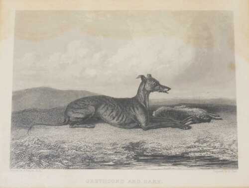 After Cooper (19thC). Greyhound and Hare, 19thC book plate engraving, 13cm x 20cm.
