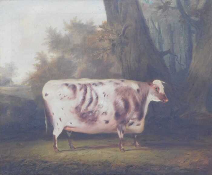 19thC English School. Portrait of a bull, oil on canvas, 64cm x 76cm. Provenance: The St. George'...