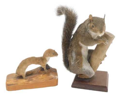 A taxidermied grey squirrel, mounted on a branch, on a square wooden base, 27cm high, together...