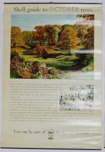 Twelve Shell Guide to Trees posters, comprising April, October, September, November, July, June,... - 11