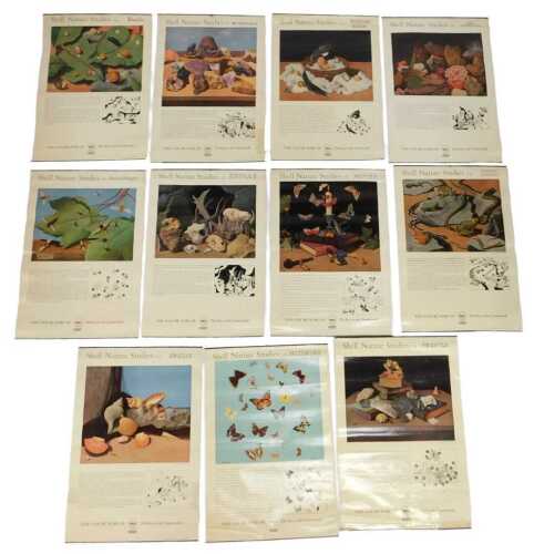Eleven Shell Nature Studies posters, comprising 24 Snails, 18 Minerals, 21 Bird's Eggs, 19 Sea...