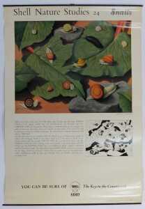 Eleven Shell Nature Studies posters, comprising 24 Snails, 18 Minerals, 21 Bird's Eggs, 19 Sea... - 2