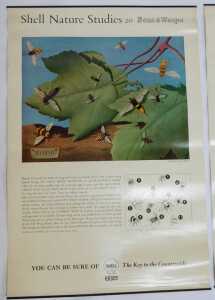 Eleven Shell Nature Studies posters, comprising 24 Snails, 18 Minerals, 21 Bird's Eggs, 19 Sea... - 4
