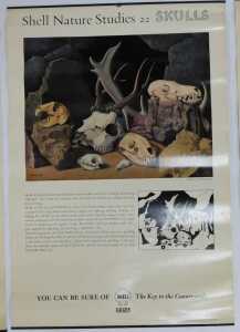 Eleven Shell Nature Studies posters, comprising 24 Snails, 18 Minerals, 21 Bird's Eggs, 19 Sea... - 5