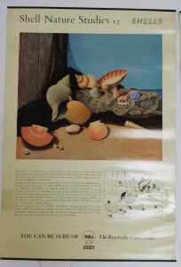 Eleven Shell Nature Studies posters, comprising 24 Snails, 18 Minerals, 21 Bird's Eggs, 19 Sea... - 6