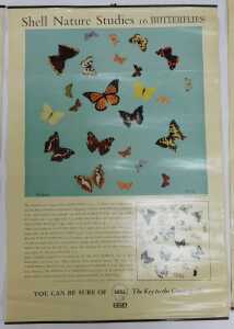 Eleven Shell Nature Studies posters, comprising 24 Snails, 18 Minerals, 21 Bird's Eggs, 19 Sea... - 7