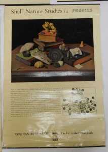 Eleven Shell Nature Studies posters, comprising 24 Snails, 18 Minerals, 21 Bird's Eggs, 19 Sea... - 8