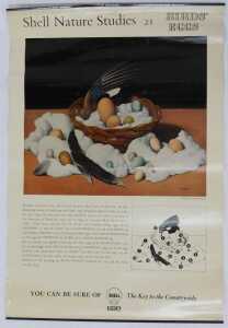 Eleven Shell Nature Studies posters, comprising 24 Snails, 18 Minerals, 21 Bird's Eggs, 19 Sea... - 9