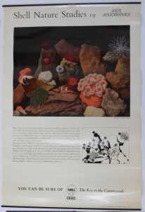 Eleven Shell Nature Studies posters, comprising 24 Snails, 18 Minerals, 21 Bird's Eggs, 19 Sea... - 10