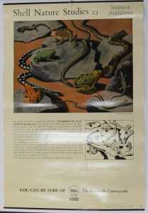 Eleven Shell Nature Studies posters, comprising 24 Snails, 18 Minerals, 21 Bird's Eggs, 19 Sea... - 12