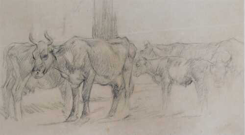 Margaret Fisher Prout (1875-1963). A study of cows, charcoal sketch, attributed verso, 29cm &times; 50cm.