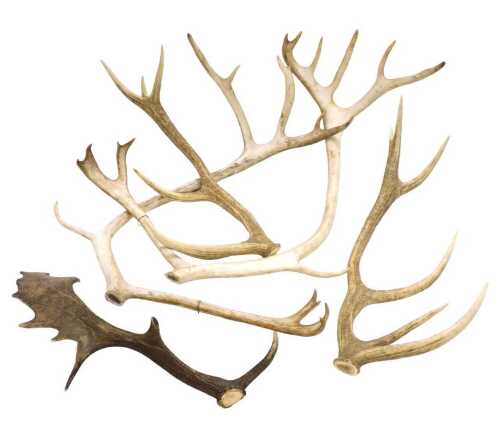 Assorted deer antlers. (5)