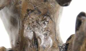 A group of sculptures of Great Danes, in bronzed plaster, and plaster, modelled in various poses,... - 5