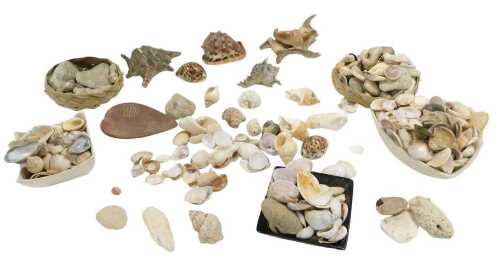 A group of shells, including a bullmouth red helmet seashell, spiny seashell, together with...
