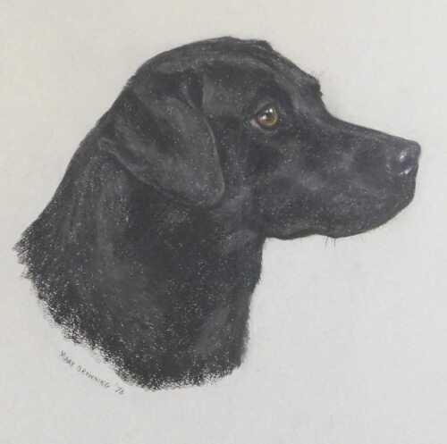 Mary Browning (British late 20thC). Portrait of a black Labrador, pastel, signed, dated '76,...