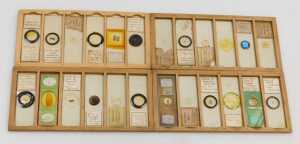 A late 19thC box of microscope slides, of botanical subjects, hair, together with six... - 2