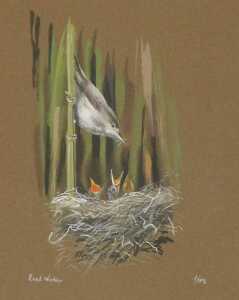 English School (late 20thC). Study of a stoat, watercolour, monogrammed SH, 25cm x 18cm, and... - 2