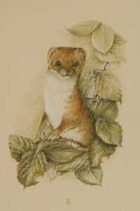 English School (late 20thC). Study of a stoat, watercolour, monogrammed SH, 25cm x 18cm, and... - 3
