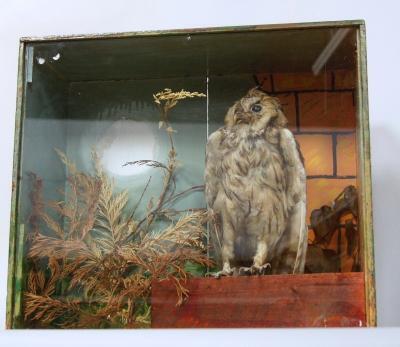 A cased taxidermy owl