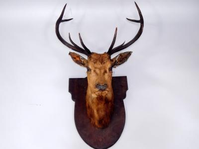 A taxidermy deer head