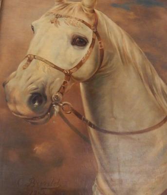 C Bayete (French). Study of a horse