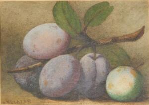 C H Slater. Still life study of Victoria plums - 2