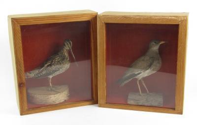 A stuffed figure of a woodcock