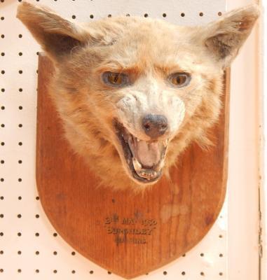 Three fox's heads