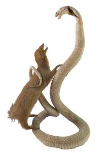 Taxidermy. A cobra and a mongoose