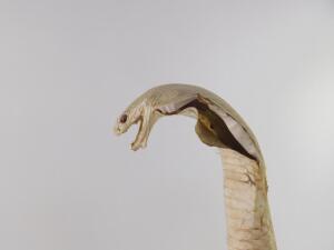 Taxidermy. A cobra and a mongoose - 2